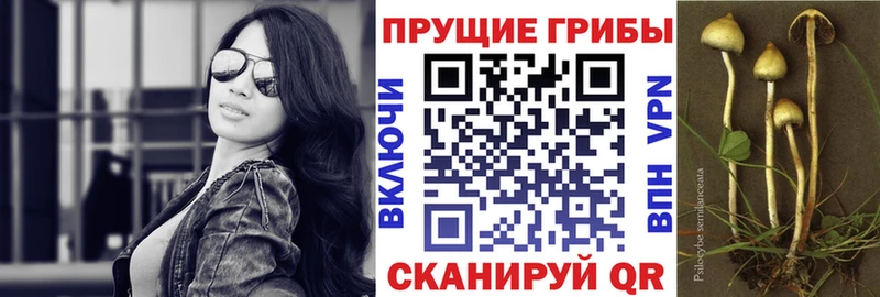купить наркотики цена  Белебей  Псилоцибиновые грибы Psilocybe 